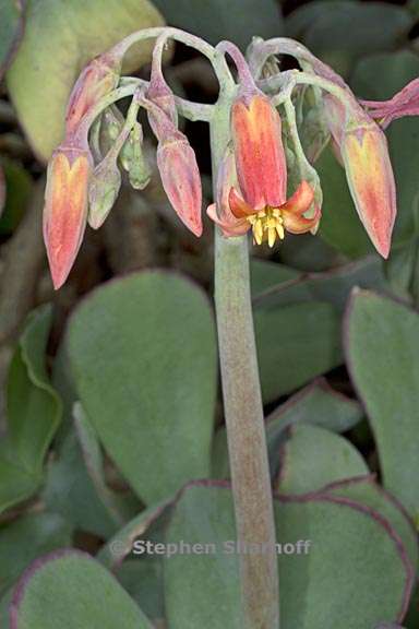 cotyledon orbiculata 2 graphic